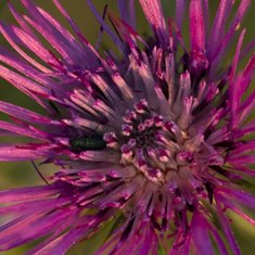 BellyFlush ingredient Milk Thistle Seed