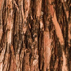 BellyFlush ingredient Slippery Elm Bark